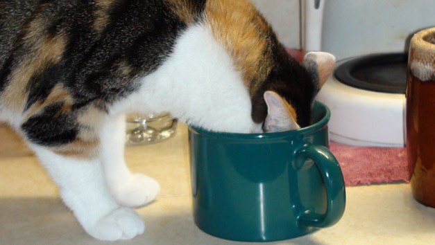 Don’t Deny It, You Know You Like Caffeine